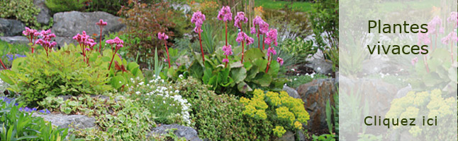 Plantes vivaces