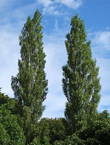 categorie-arbres-grande-taille