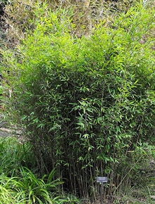 categorie-bambous1