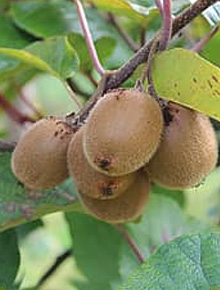 categorie-fruitiers-kiwi