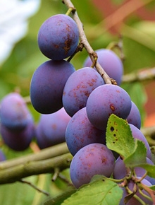 categorie-fruitiers-pruniers