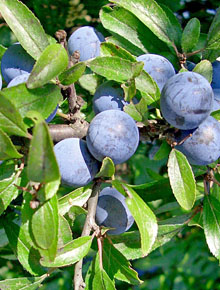 1696-prunus-spinosa-fruits