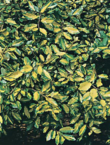1838-elaeagnus-pugens-maculata