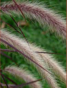 1876-miscanthus-red-chief