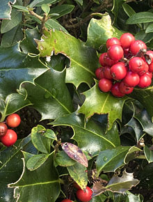 2736-ilex-aquifolium