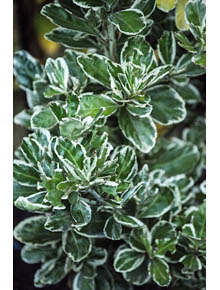 3801-euonymus-jap-microphyllus-albovariegatus