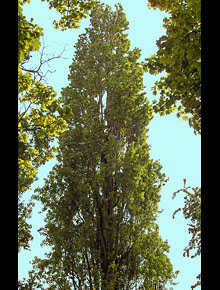 3979-populus-nigra-italica