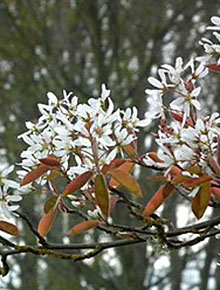 4414-Amelanchier-grandiflora-Robin-Hill