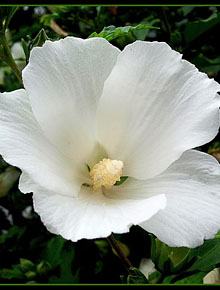 4459-hibiscus-totus-albus