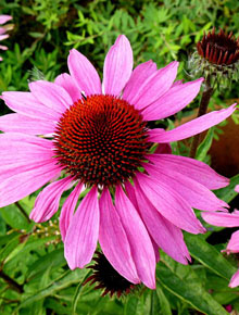 5105-echinacea-fatal-attraction