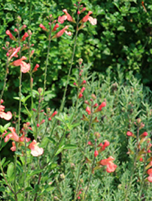 5282-salvia-greggii-joy