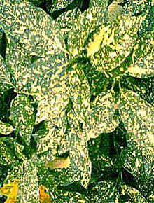 5304-aucuba-crotonifolia-