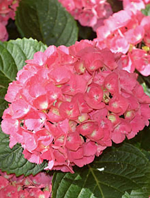 5495-hydrangea-bouquet-rose