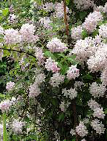 5538-deutzia-mont-rose