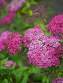 5865-spirea-jap.-darts-red