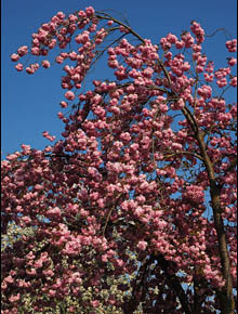 5902-prunus-serrulata-kiku-shidare-zakura