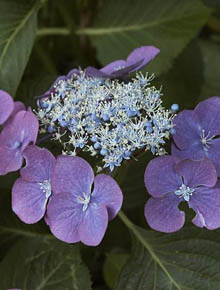 5952-hydrangea-mariesii-perfecta