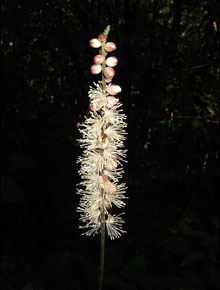 6037-Actaea_japonica_by-cheju-do-Qwert1234