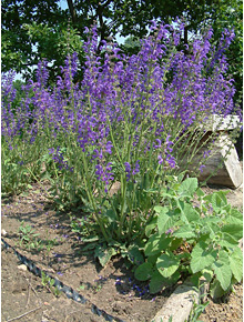 6143-salvia-prat-azure-snow