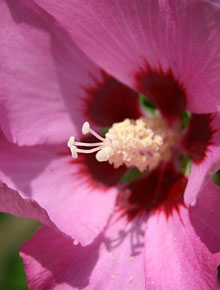 620-hibiscus-pink-giant