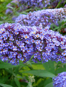 6231-Buddleja_davidii_free-petite-lavender-flow
