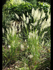 6252-Calamagrostis_arundinacea_by-Kenraiz