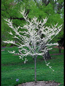 6324-cercis-can.-texas-white