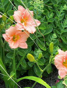 (c) cultivar413