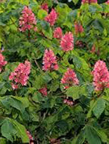 6794-hydrangea-paniculata-wims-red