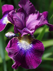 6875-iris-sibirica-demure-illini