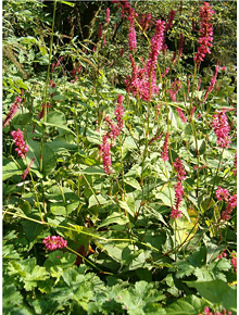 7145-persicaria-harlequin