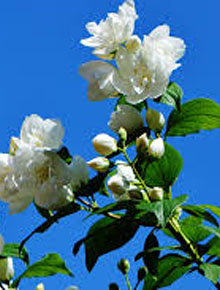 7152-philadelphus-bouquet-blanc