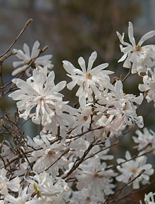 757-magnolia-stellata