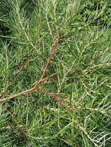 7613-salix-elaeagnos-angustifolia