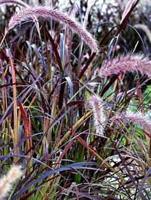 7913-pennisetum-setaceum-rubrum