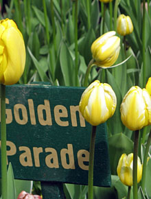 8008-tulip.-golden-parade