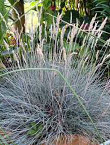 8045-festuca-glauca-blaufuchs