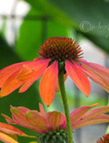 8136-echinacea-purp-sunseekers-mineola