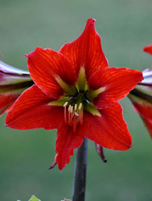 8341-amaryllis-rouge