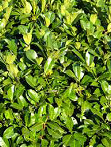 864-prunus-laur-rotundifolia
