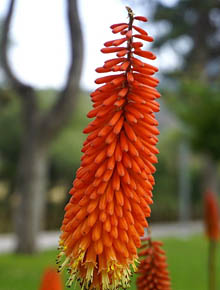 8805_kniphofia_redhot_popsicle