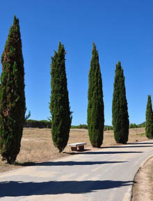 9252-cupressus-sempervirens-pyramidalis