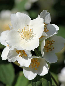 9284-philadelphus-belle-etoile