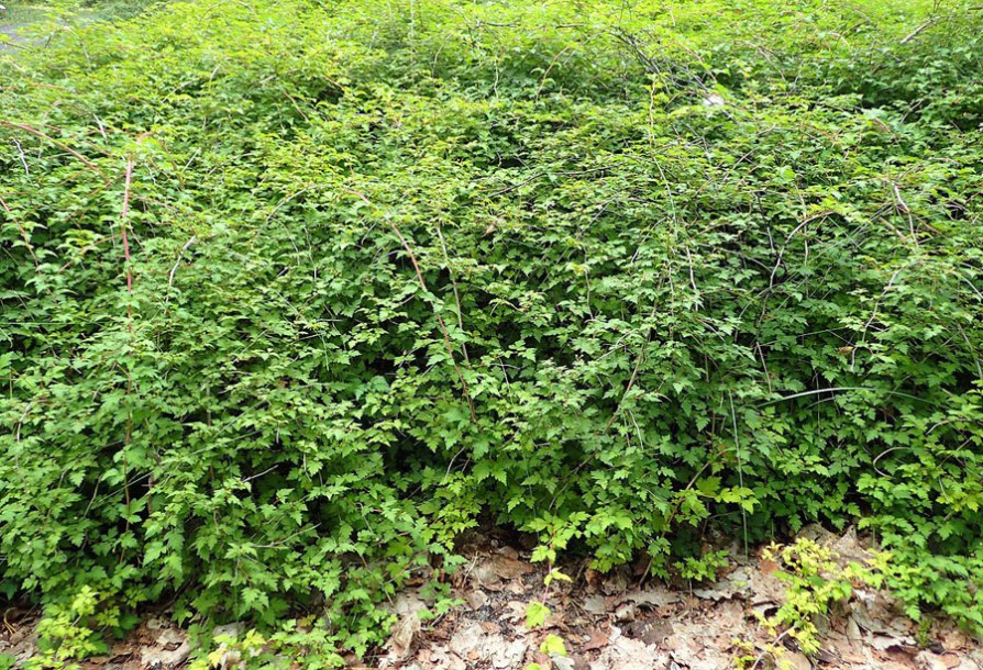 1027-Stephanandra_incisa_Crispa_by-Kenraiz