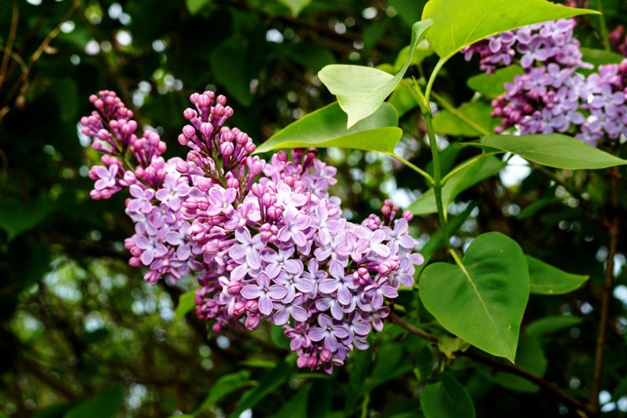 1040-syringa-vulgaris-belle-de-nancy