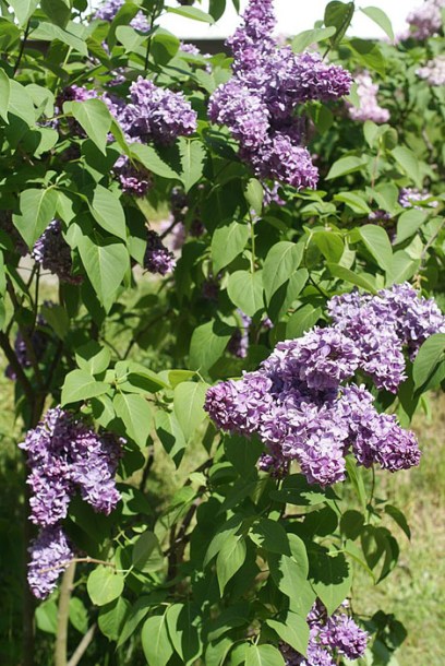 1045-syringa--katherine-havemeyer
