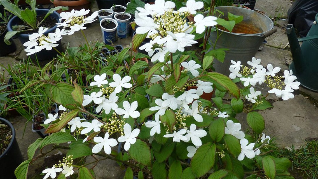 (c) cristina sanvito