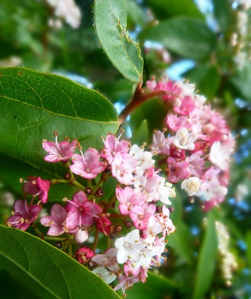 (c) julie anne johnson