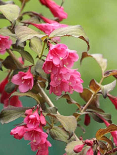 1107-weigela-bristol-ruby