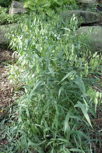 (c) krzysztof ziarnek